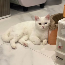 น้องดังโงะ นักสำรวจตัวจิ๋ว🧐