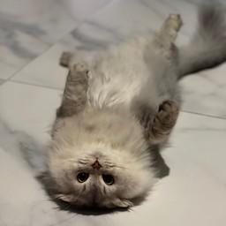 น้องโชยุ ระหว่างนอนกับกินหนูเลือกนอนกิน😴