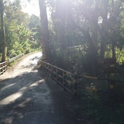 โป่งเดือดป่าแป๋