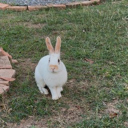 มีน้องกระต่ายมาต้อนรับด้วย แต่น้องจะขี้อาย หาตัวยากหน่อยนะ น้องออกจะกลัวคน