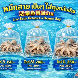 หมึกสายเป็นๆอัดอ๊อกซิเจนใส่ถุง1ตัว