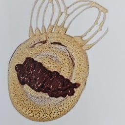 นูเทลล่าฉ่ำโบ๊ะ