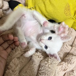 ค่าเปียกจิ๋ว