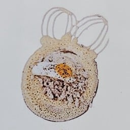 ไข่ + ไก่สับซอสโชยุ