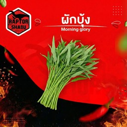 ผักบุ้ง Morning glory