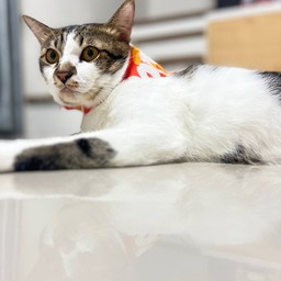 ค่าเปียกโน่