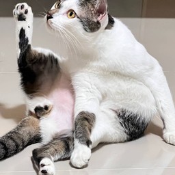 ค่าเปียกอ้วน