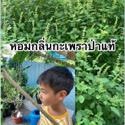 Mos Shop ( ร้าน มอส ) หนองโพ