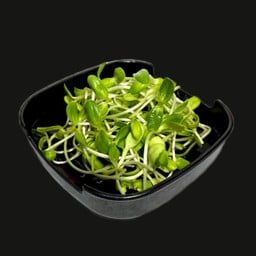 ยอดอ่อนทานตะวัน (Sunflower Sprouts)