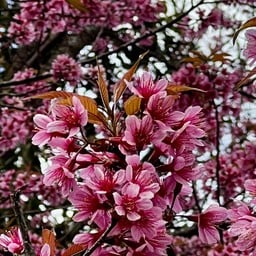 ขุนสถาน