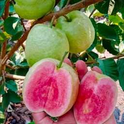 ฝรั่งหงเป่าสือ  แบบ 1 กิโล