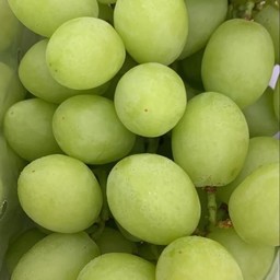องุ่นเขียวไร้เมล็ดเซ้าท์ พันธุ์สวีทโกลบ 4-4.5 kg./กล่อง