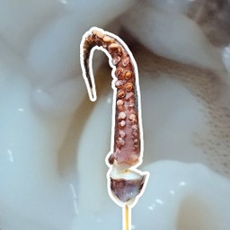 หนวดหมึกเปรู ย่าง