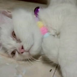 ข้าวไก่กรอบ/ของกินเล่น/เครื่องดื่ม