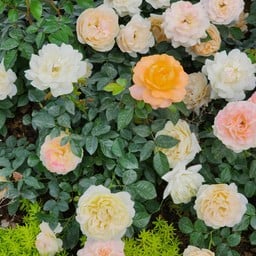 สวนสาธารณะอบจ.เชียงใหม่