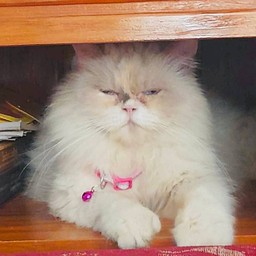 มีโซหิวเปียกค่ะพี่ๆ