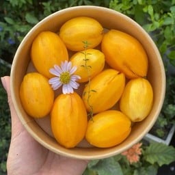 มะปรางงงง