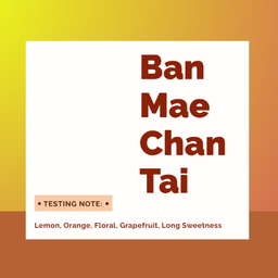 เมล็ด Ban Mae  Chan Tai (บ้านแม่จันใต้) - คั่วอ่อน