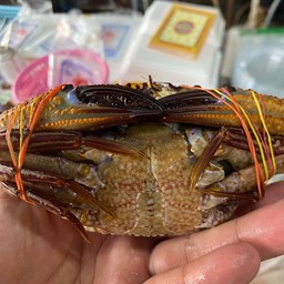 (ลดราคา)ปูหินนึ่ง(พร้อมแกะ)