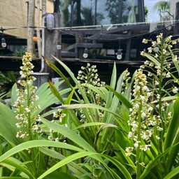 บ้านตะเกียงสาริกา