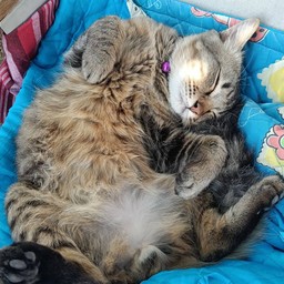 ทิปน้องปลานิล