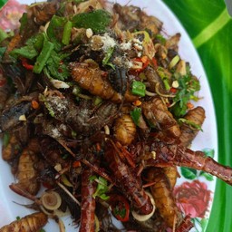 สถานียำแมลง ปากช่อง/บ้านโคกสง่า