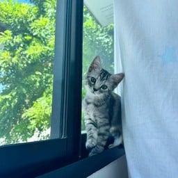 เย็นตาโฟกุ้งกรอบ - ตลาดเพชรอารี