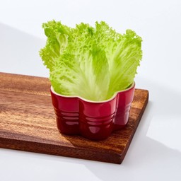 ผักกาดหอมนอก