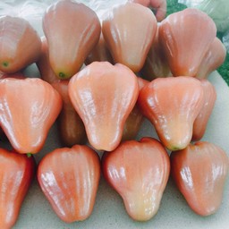 ชมพู่ไต้หวัน กลีบบัว 1 กิโลกรัม