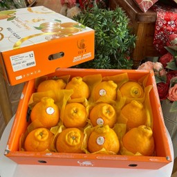 ส้มจุกพรีเมี่ยม ยกลัง 12 ลูก