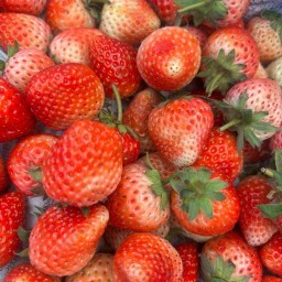 Strawberry สตรอเบอรี่ เชียงใหม่