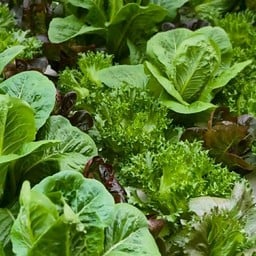 สเต็กสูตรเนียน