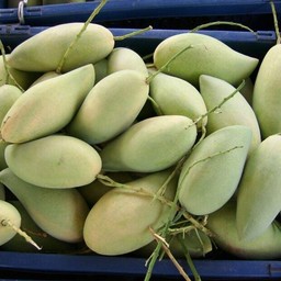 โปร - มะม่วงเปรี้ยว(น้ำดอกไม้) 1 กิโลกรัม