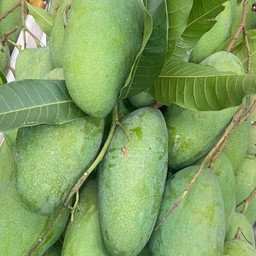 โปร - มะม่วงฟ้าลั่น 1 กิโลกรัม