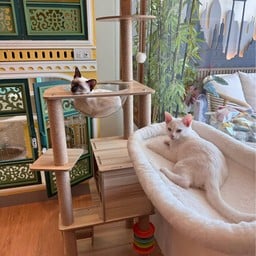 wimanmeow cat hotel