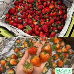 Littleberry สตอเบอรี่สด Chocogems รังสิต