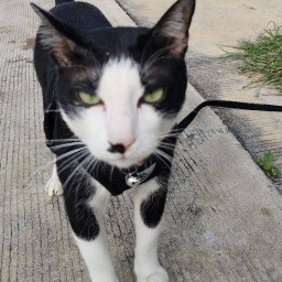 ถุงเงิน