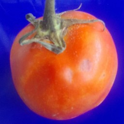 มะเขือเทศปั่น