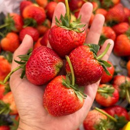 โปร สตรอว์เบอรี่สด ไซส์ ยักษ์(VIP) พันธุ์80 จากเชียงใหม่ ขีดละ