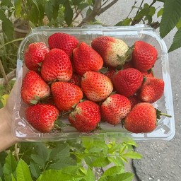 สตอเบอรี่เชียงใหม่ สายพันธุ์80