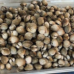 หอยแครงลวกบ้านวัง (สูตรน้ำจิ้มมะนาวแท้รสเด็ด)"