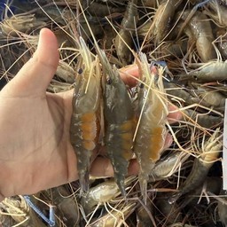 กุ้งแม่น้ำ+ซีฟูด (500กรัม)