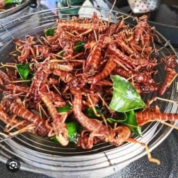 แพรวาอาหารทะเลสด /กุ้งเผา/ตั๊กแตนทอด