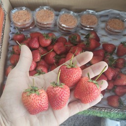 ราคาต่อ ครึ่งกิโลกรัม