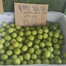 พุทรานมสดกาฬสินธุ์เบอร์1