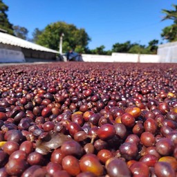 1 Kg Finca San Antonio, México