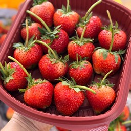 โปร ครึ่งโล สตรอว์เบอรี่สด ไซส์ยักษ์(VIP) พันธุ์80 จากเชียงใหม่