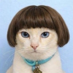 Tip บลูก้า แมวจร เกาะเครื่องยนต์มาจากลำพูน ตอนมาใหม่ๆไม่หล่อแบบนี้นะครับผมมม