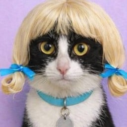 Tip แก้วมังกร แมวจร ผมมาจากกาดมาลินหน้ามช ครับ