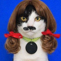 Tip คุณหนวด แมวจร มาจากท่อน้ำวันนิมมาน